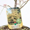 ACER PALMATUM ORANGE DREAM 5L BONSAI
