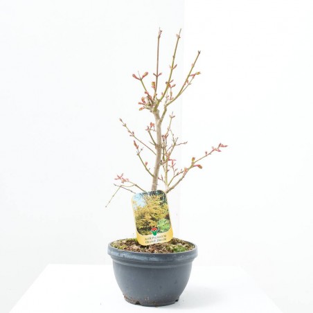 ACER PALMATUM ORANGE DREAM 5L BONSAI