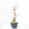 ACER PALMATUM ORANGE DREAM 5L BONSAI