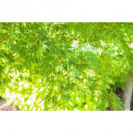 ACER PALMATUM DISS. SEIRYU LCI5 BONSAI