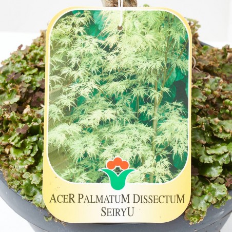 ACER PALMATUM DISS. SEIRYU LCI5 BONSAI
