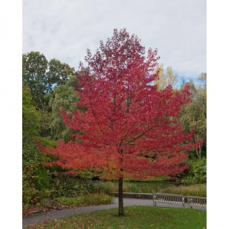 LIQUIDAMBAR STYR. WORPLESDON LCI10 TIPO BONSAI