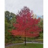 LIQUIDAMBAR STYR. WORPLESDON LCI10 TIPO BONSAI