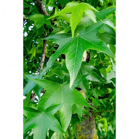 LIQUIDAMBAR STYR. WORPLESDON LCI10 TIPO BONSAI