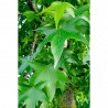 LIQUIDAMBAR STYR. WORPLESDON LCI10 TIPO BONSAI