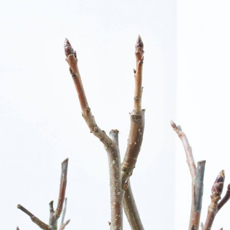 LIQUIDAMBAR STYR. WORPLESDON LCI10 TIPO BONSAI