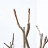LIQUIDAMBAR STYR. WORPLESDON LCI10 TIPO BONSAI