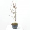 LIQUIDAMBAR STYR. WORPLESDON LCI10 TIPO BONSAI