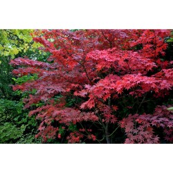 ACER PALMATUM BLOODGOOD LCI10 BONSAI