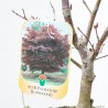 ACER PALMATUM BLOODGOOD LCI10 BONSAI