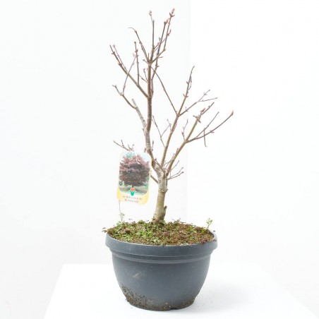 ACER PALMATUM BLOODGOOD LCI10 BONSAI