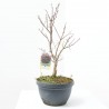 ACER PALMATUM BLOODGOOD LCI10 BONSAI