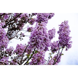 PAULOWNIA  MACETA 10L