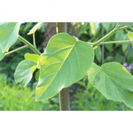 PAULOWNIA  MACETA 10L
