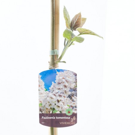 PAULOWNIA  MACETA 10L