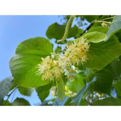 TILO MACETA 10 LITROS