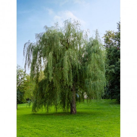 SAUCE LLORON MACETA 10L