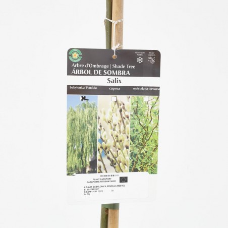 SAUCE LLORON MACETA 10L