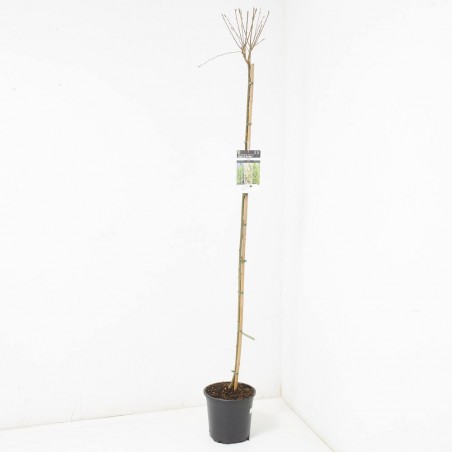 SAUCE LLORON MACETA 10L