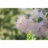 COTINUS COGGYGRIA YOUNG LADY MACETA 18 LITROS
