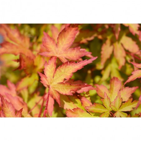 ACER PALMATUM SANGO KAKU MACETA 18 LITROS