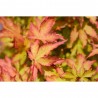 ACER PALMATUM SANGO KAKU MACETA 18 LITROS