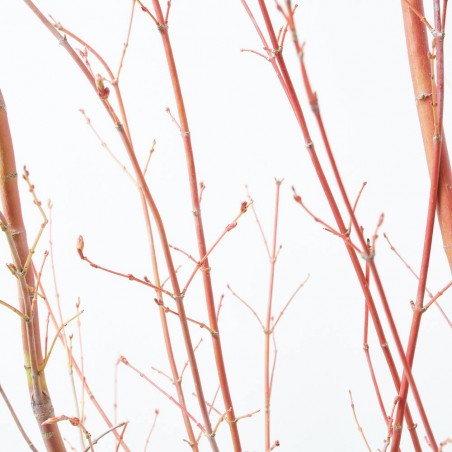 ACER PALMATUM SANGO KAKU MACETA 18 LITROS