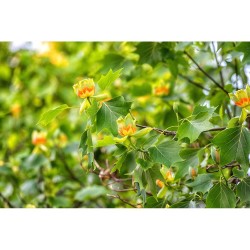 LIRIODENDRON FUTURE TREE MACETA 5L