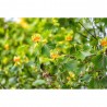 LIRIODENDRON FUTURE TREE MACETA 5L