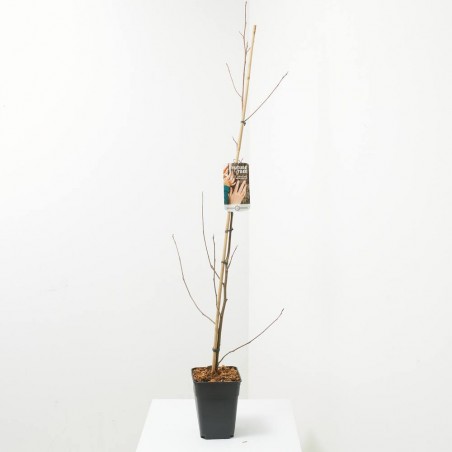 LIRIODENDRON FUTURE TREE MACETA 5L
