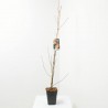 LIRIODENDRON FUTURE TREE MACETA 5L