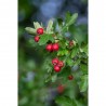 CRATAEGUS FUTURE TREE 5L