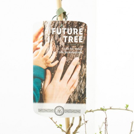 CRATAEGUS FUTURE TREE 5L