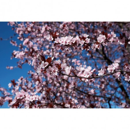 PRUNUS CERASIFERA NIGRA MACETA 10 LITROS