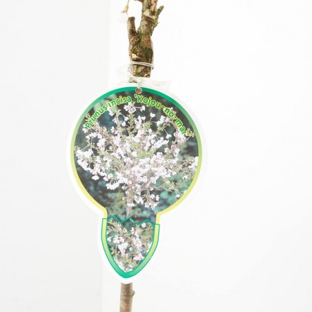 PRUNUS INCISA KOJOU-NO-MAI MACETA 7,5L COPA