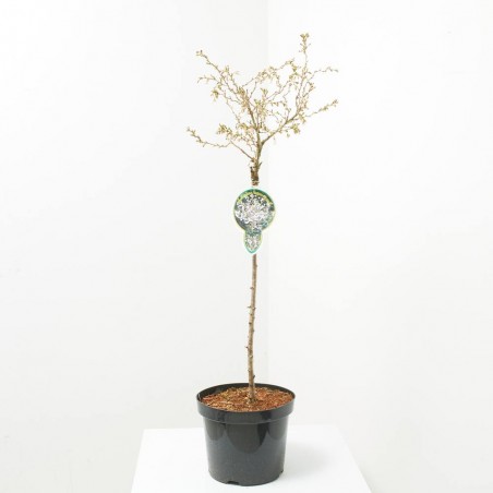 PRUNUS INCISA KOJOU-NO-MAI MACETA 7,5L COPA