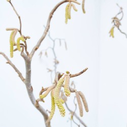 CORYLUS AVELLANA CONTORTA MACETA 12L