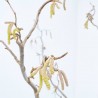 CORYLUS AVELLANA CONTORTA MACETA 12L