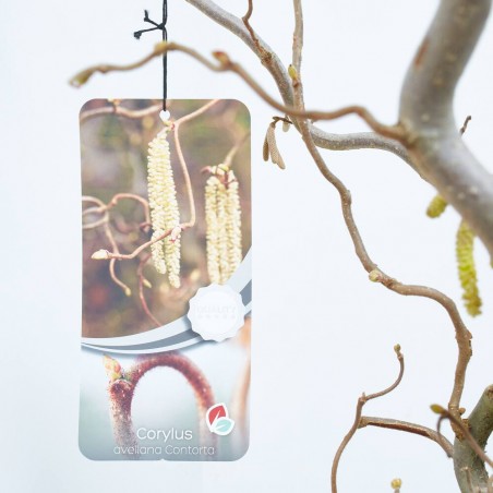CORYLUS AVELLANA CONTORTA MACETA 12L