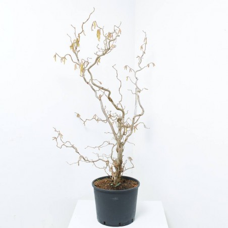 CORYLUS AVELLANA CONTORTA MACETA 12L