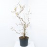 CORYLUS AVELLANA CONTORTA MACETA 12L