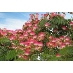 ALBIZIA JULIBRISSIN OMBRELLA MACETA 18 LITROS