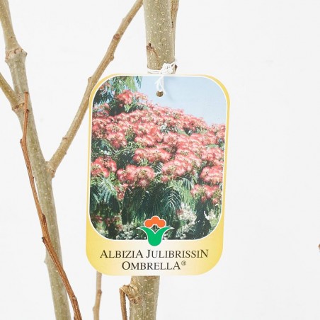 ALBIZIA JULIBRISSIN OMBRELLA MACETA 18 LITROS