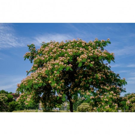 ALBIZIA JULIBRISSIN OMBRELLA MACETA 18 LITROS