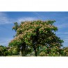 ALBIZIA JULIBRISSIN OMBRELLA MACETA 18 LITROS