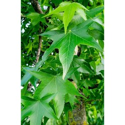 LIQUIDAMBAR FUTUR TREE 5L