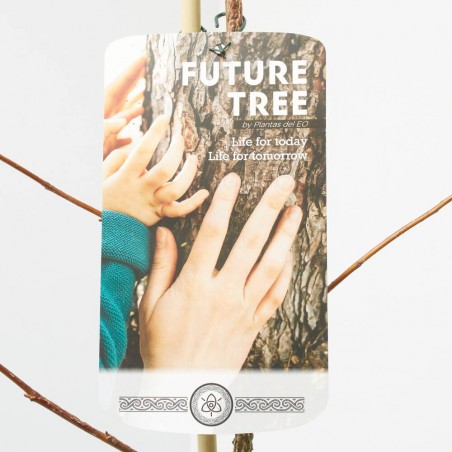 LIQUIDAMBAR FUTUR TREE 5L