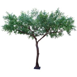 ÁRBOL OLIVO COPA ANCHA 300 CM