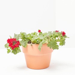 VERBENA RASTRERA MACETA 11CM