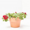 VERBENA RASTRERA MACETA 11CM
